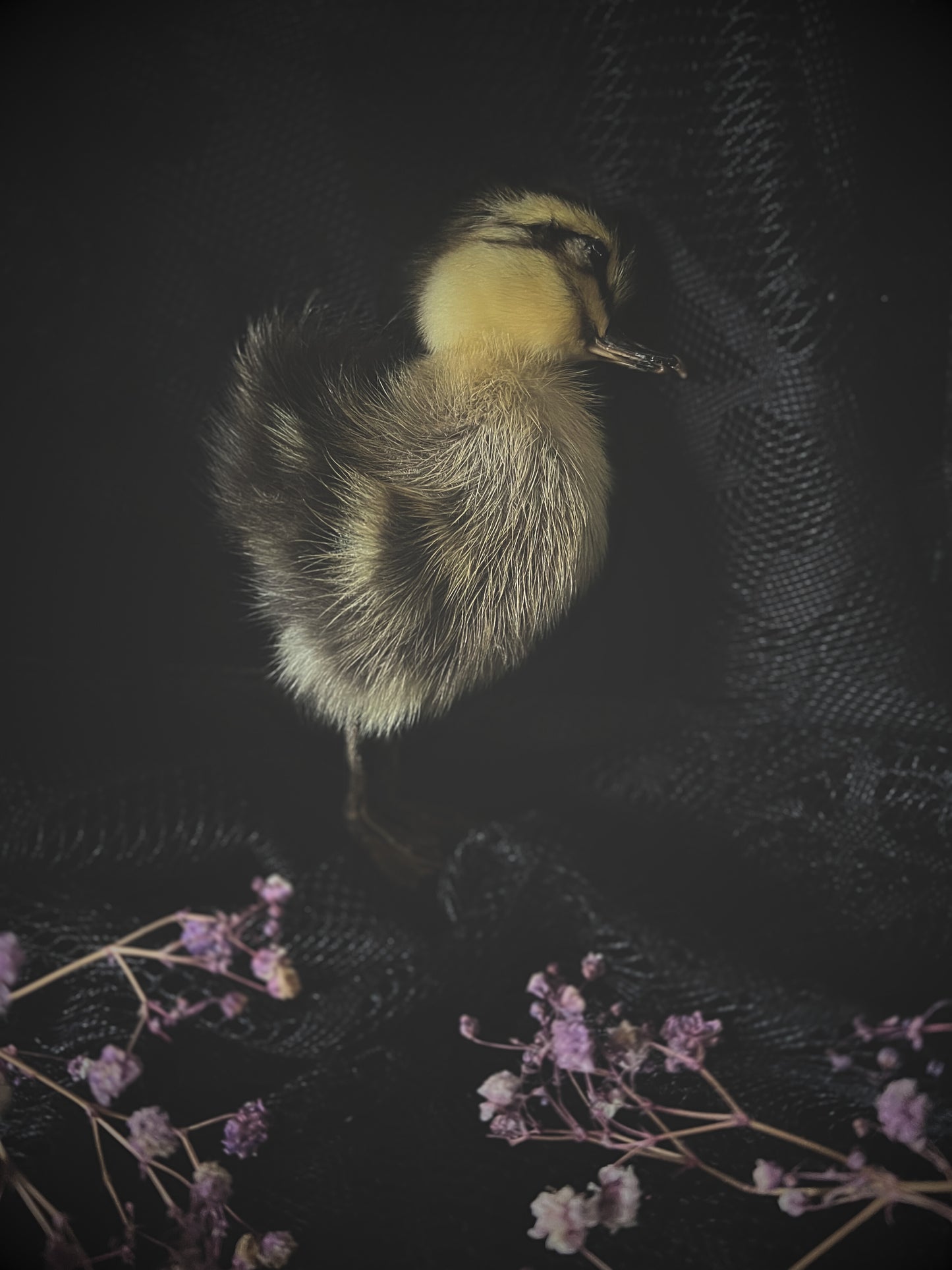 Taxidermy striped yellow duckling on a dark surface with flowers in the foreground