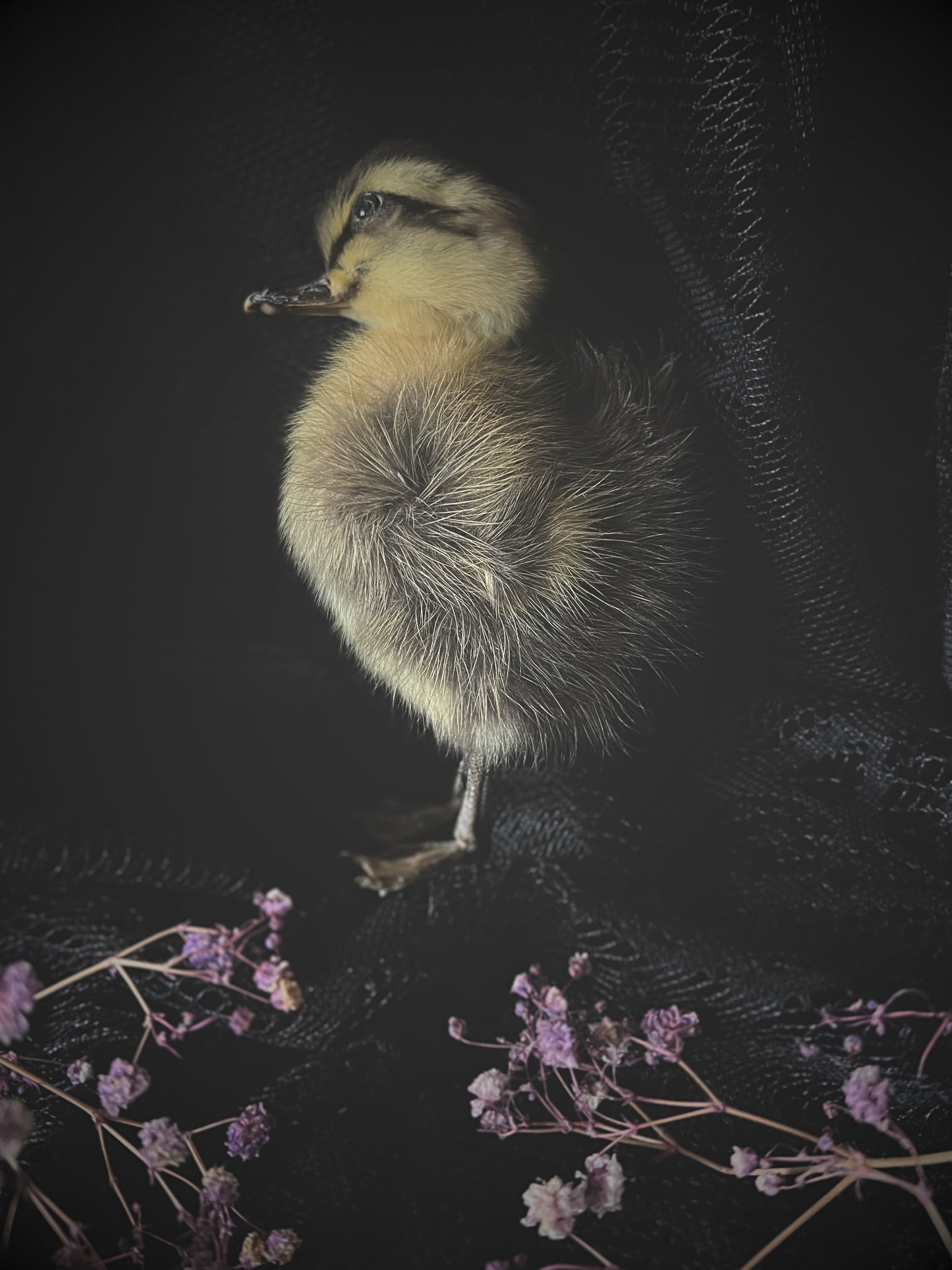 Taxidermy striped yellow duckling on a dark background with flowers