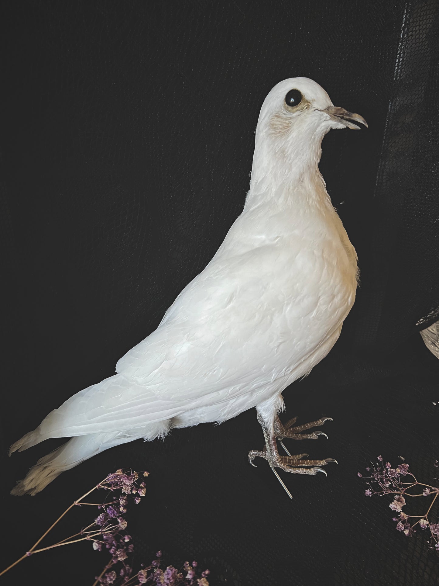 Taxidermy white pigeon on a dark background with dried flowers