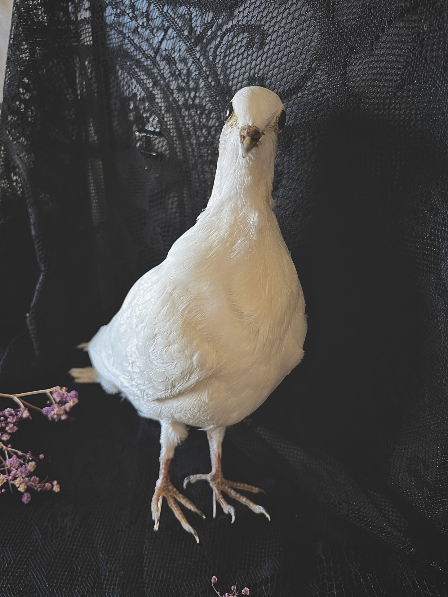 Taxidermy white dove on a dark textured background