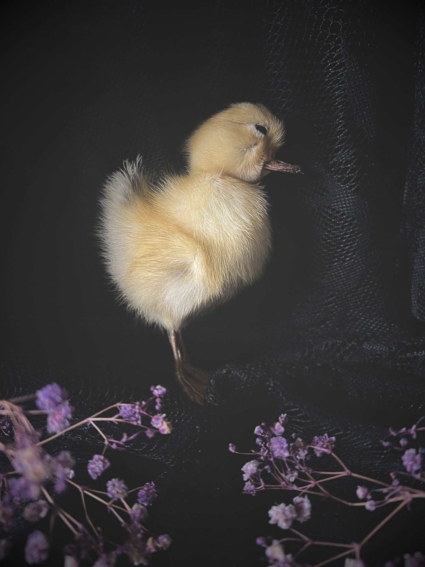 Yellow taxidermy duckling on a dark background with purple flowers