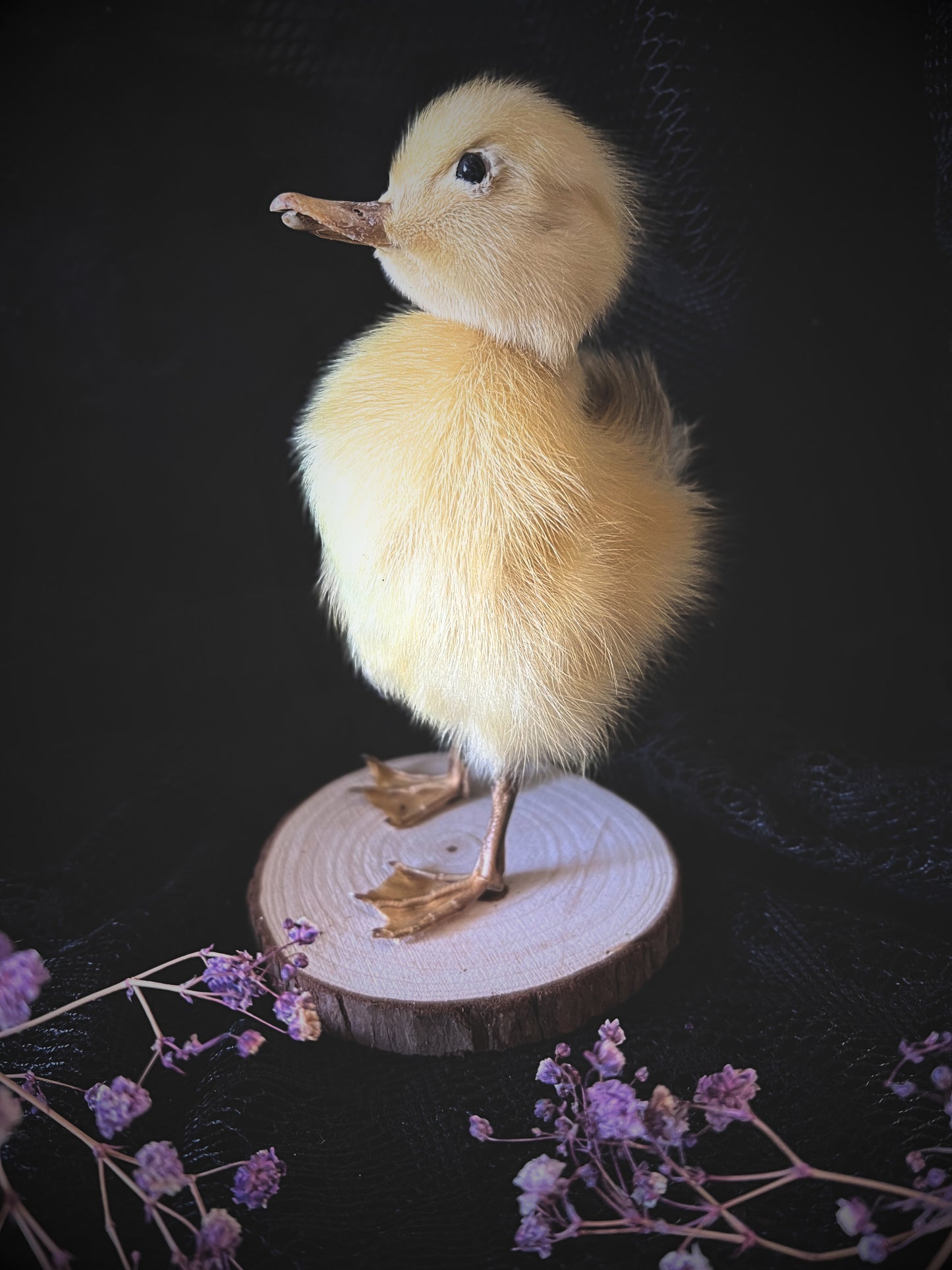 Taxidermy of a yellow duckling on a wooden slice with purple flowers in the foreground