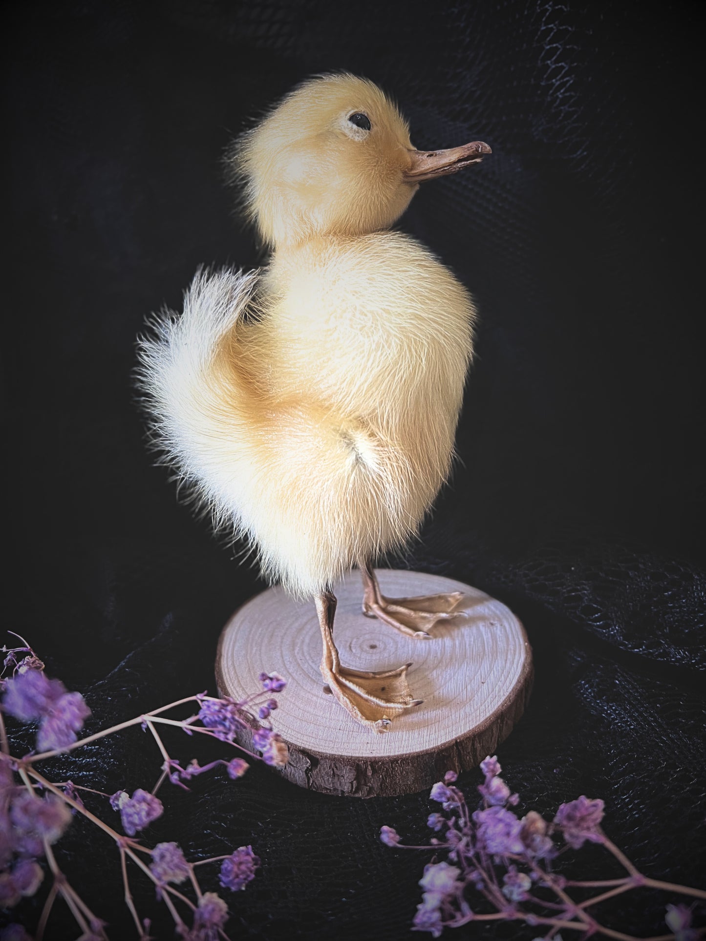 Taxidermy yellow duckling on a wooden slice with purple flowers on a dark background