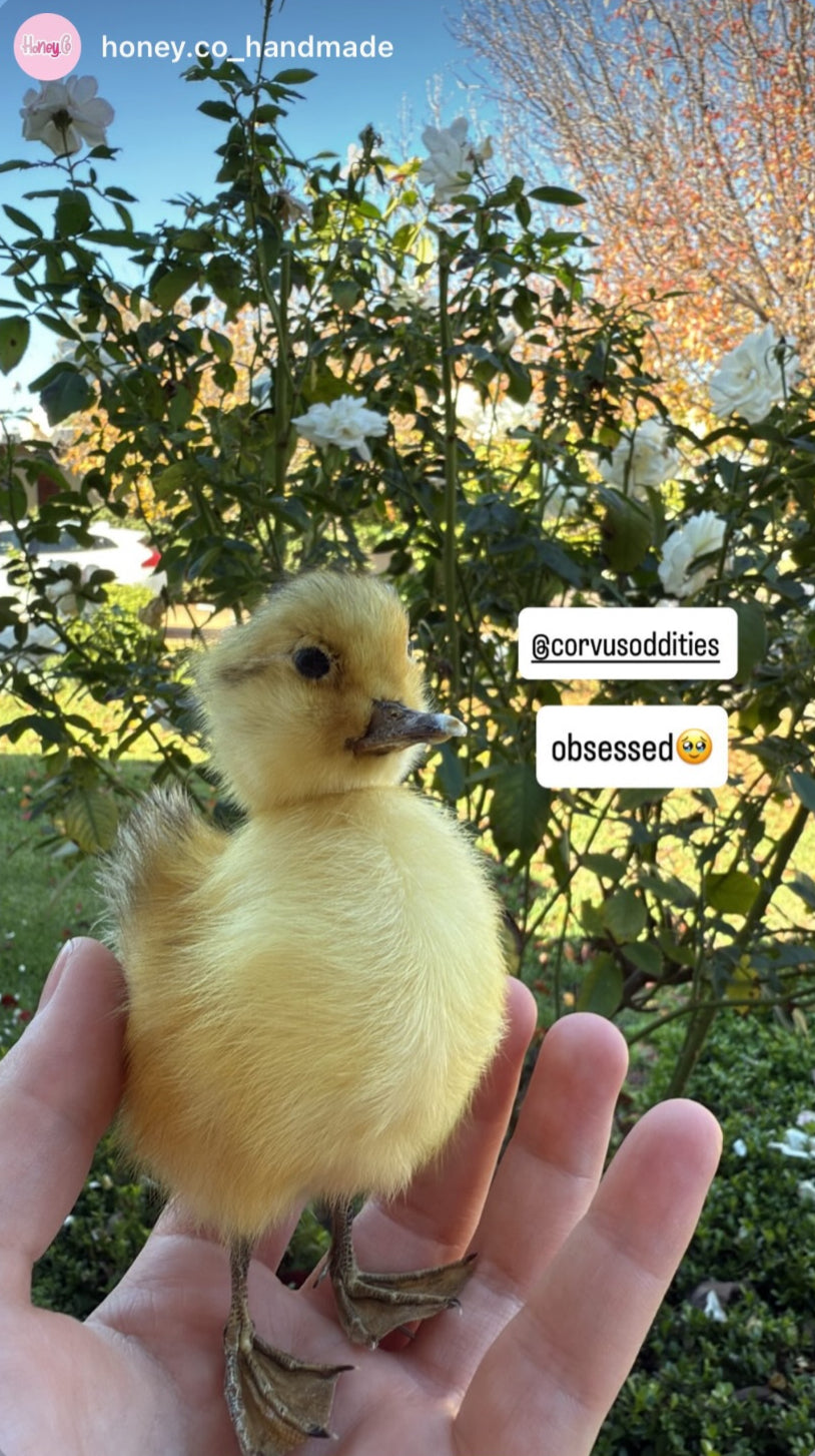Person holding a small taxidermy yellow duckling with trees and flowers in the background