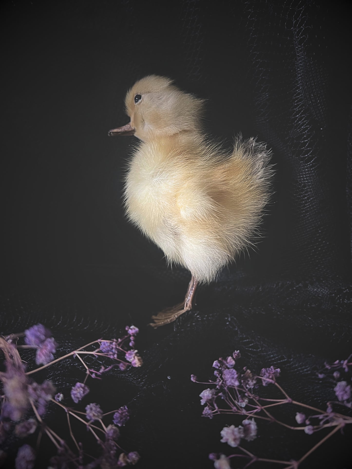 Taxidermy yellow duckling on a dark surface with purple flowers