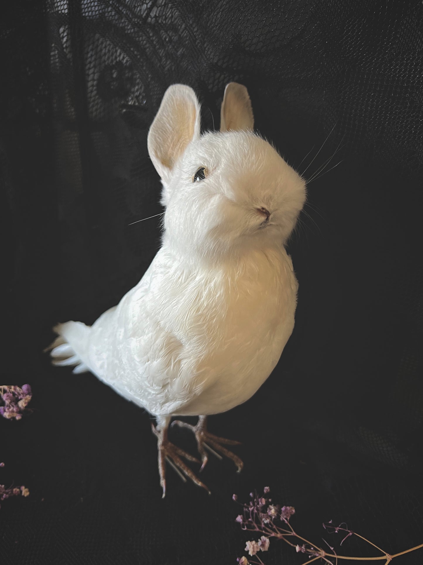 White taxidermy bunny bird on a dark textured background
