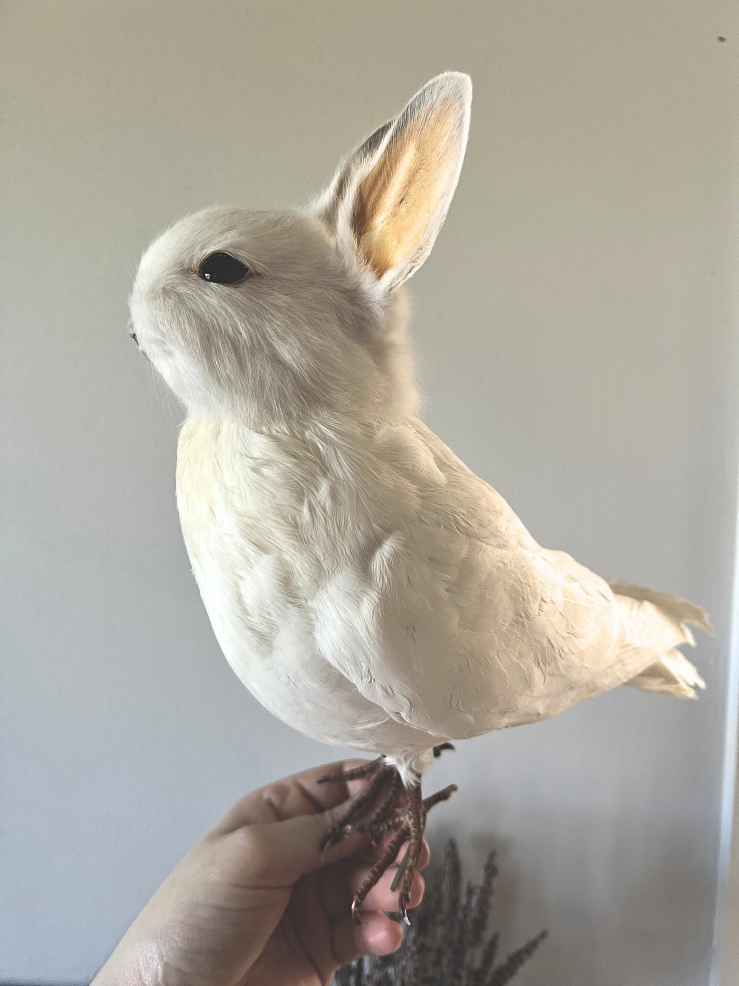 White taxidermy bunny bird held by a hand against a plain background