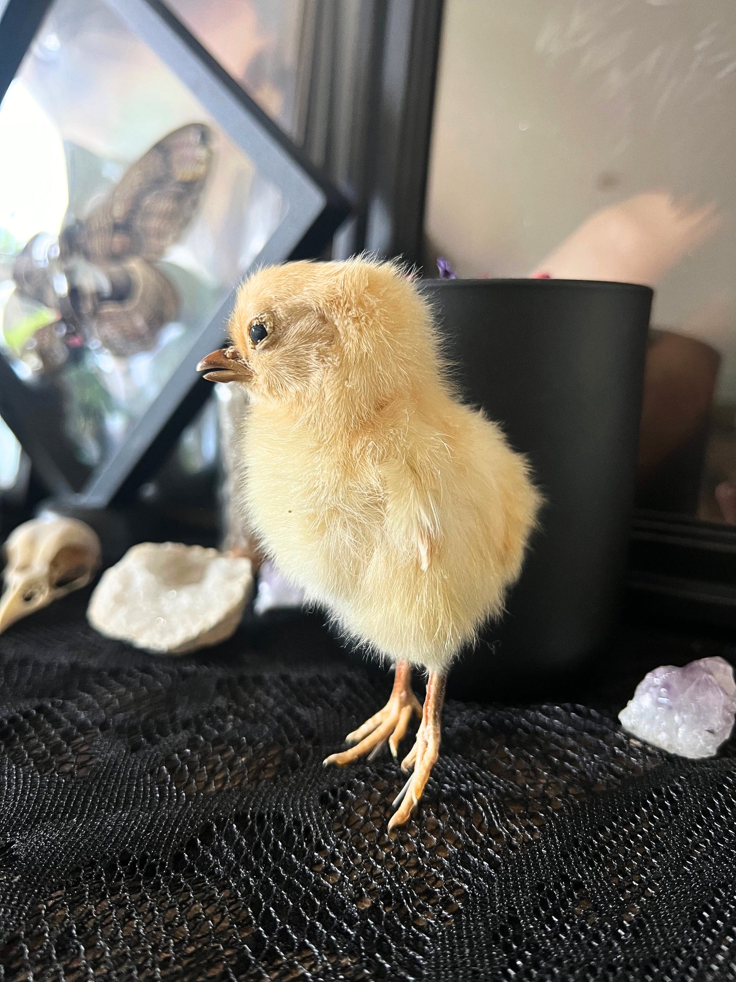 Taxidermy yellow chick on a textured black surface with a blurred background
