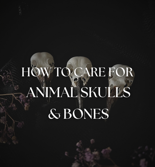 How to Care for Animal Skulls & Bones