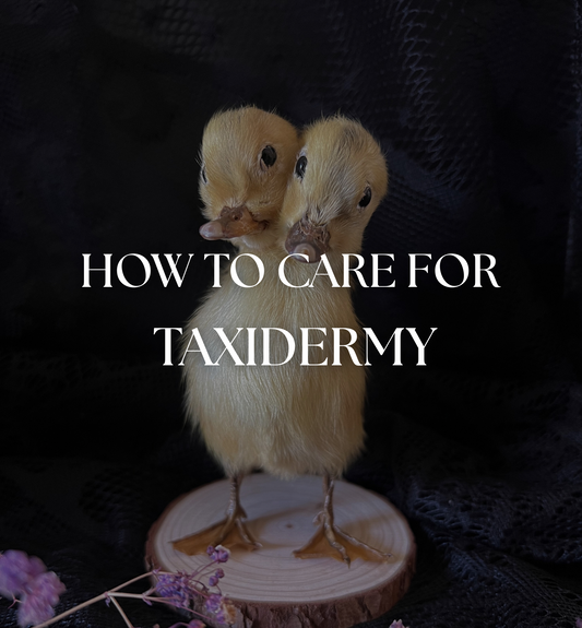 How to Care for Taxidermy