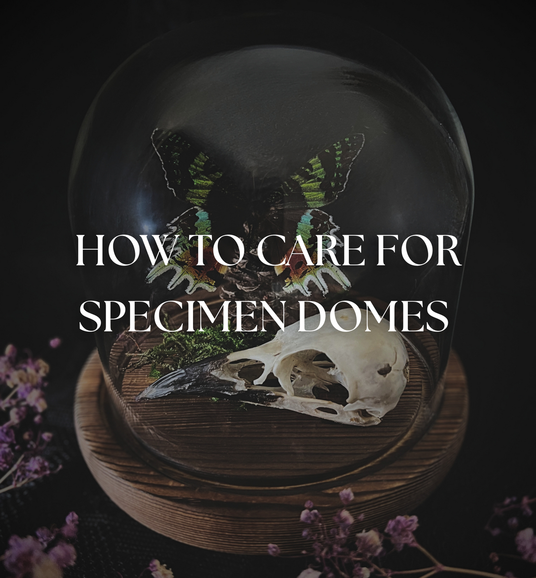 How to Care for Specimen Domes