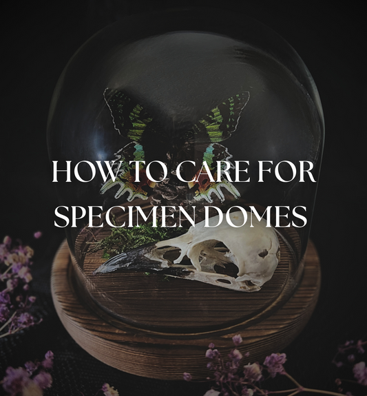 How to Care for Specimen Domes