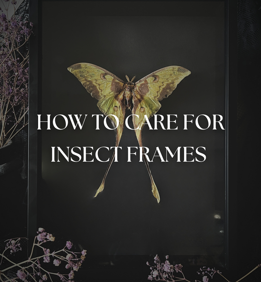 How to Care for Insect Frames