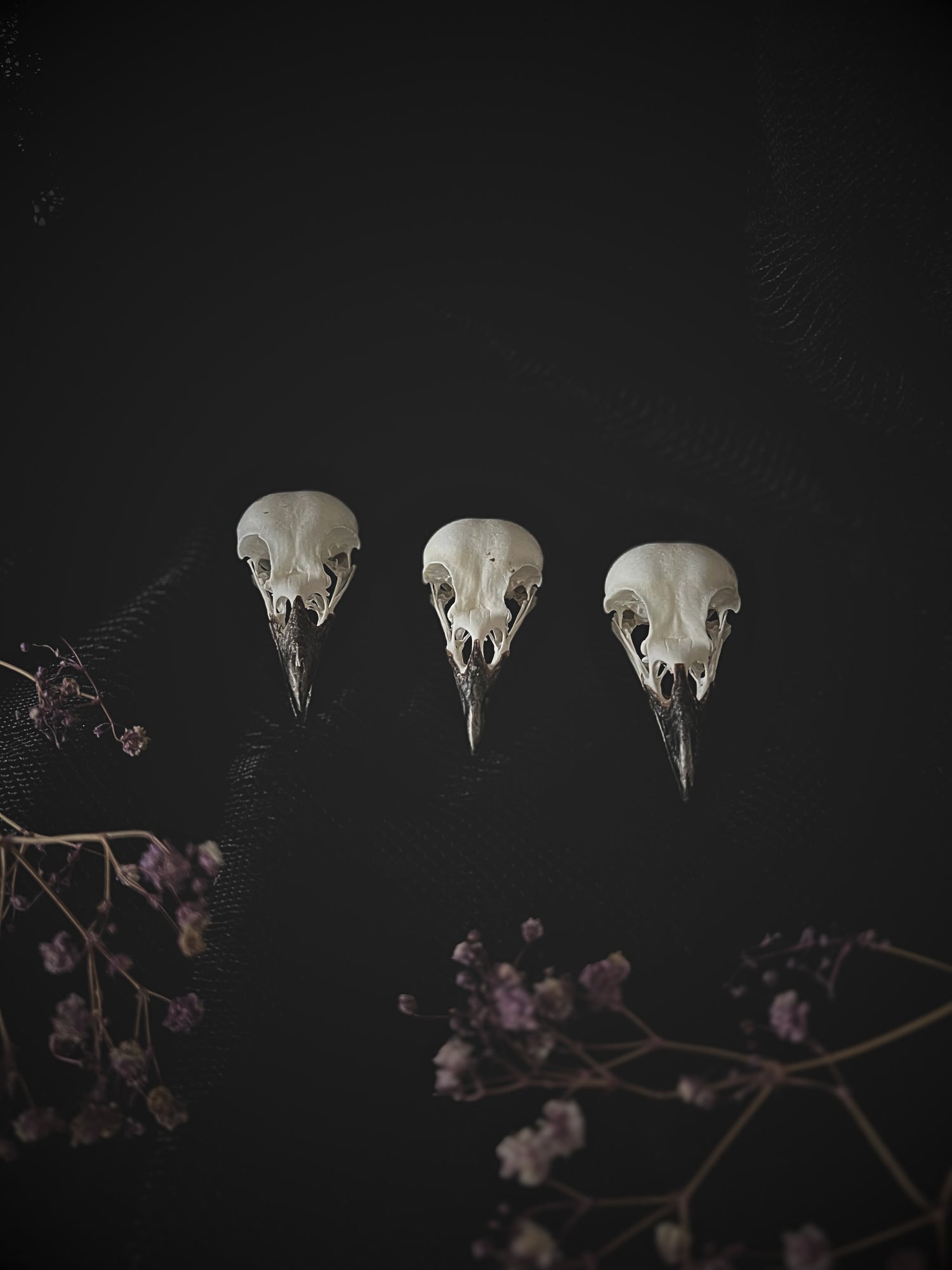 Undisplayed Specimens, Skulls & More