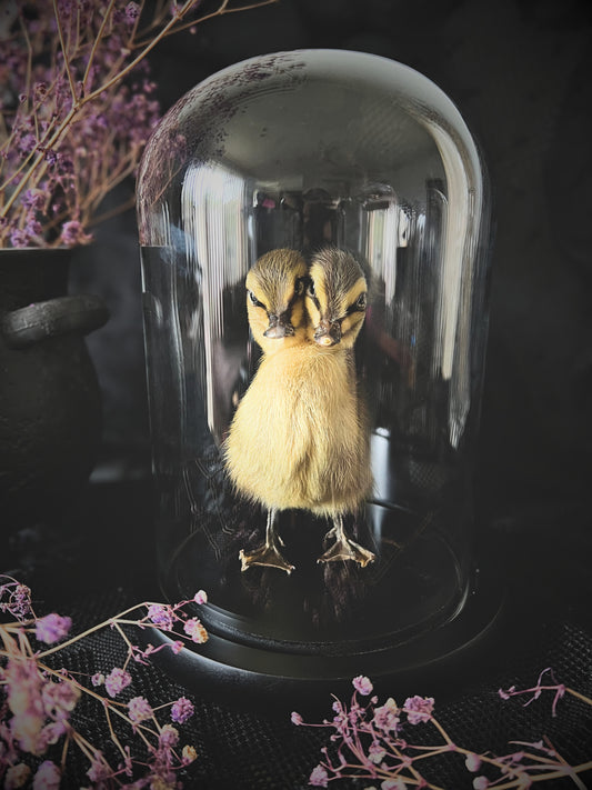 Two-Headed Taxidermy Striped Yellow & Brown Duckling in Glass Dome