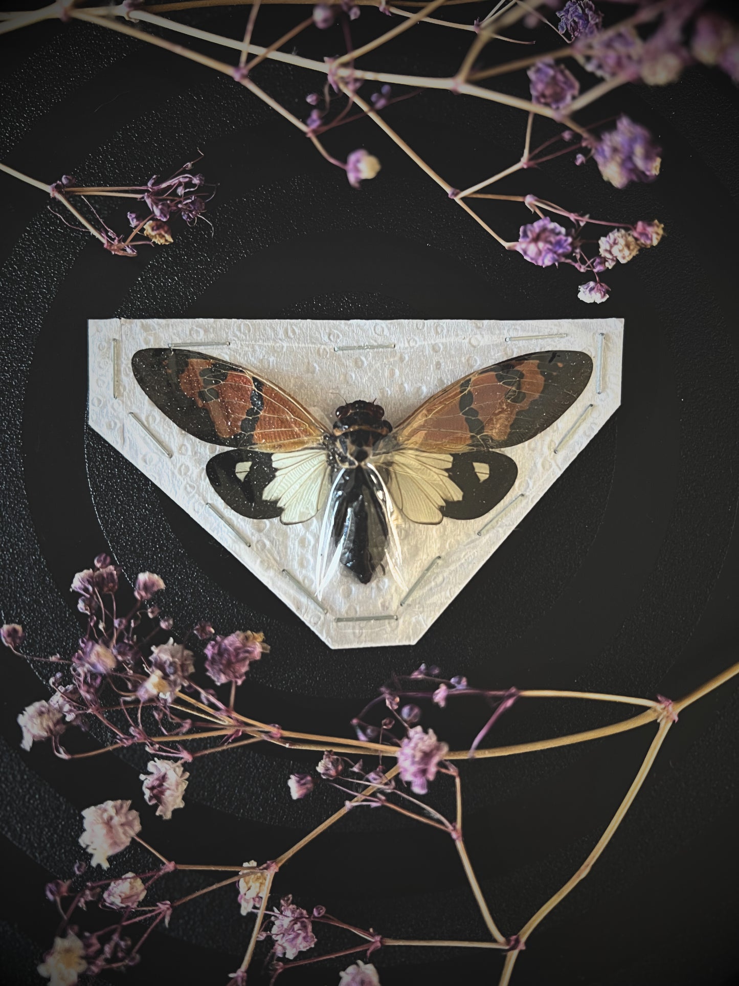 The Butterfly Cicada (Gaeana Festiva White) Spread Specimen