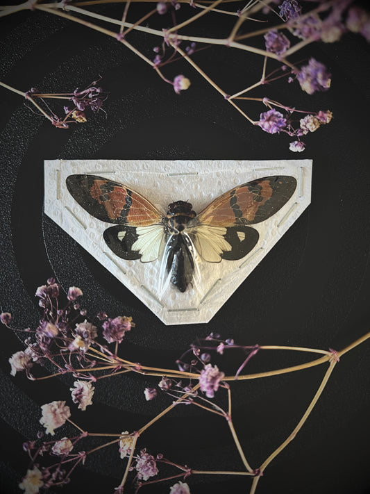 The Butterfly Cicada (Gaeana Festiva White) Spread Specimen