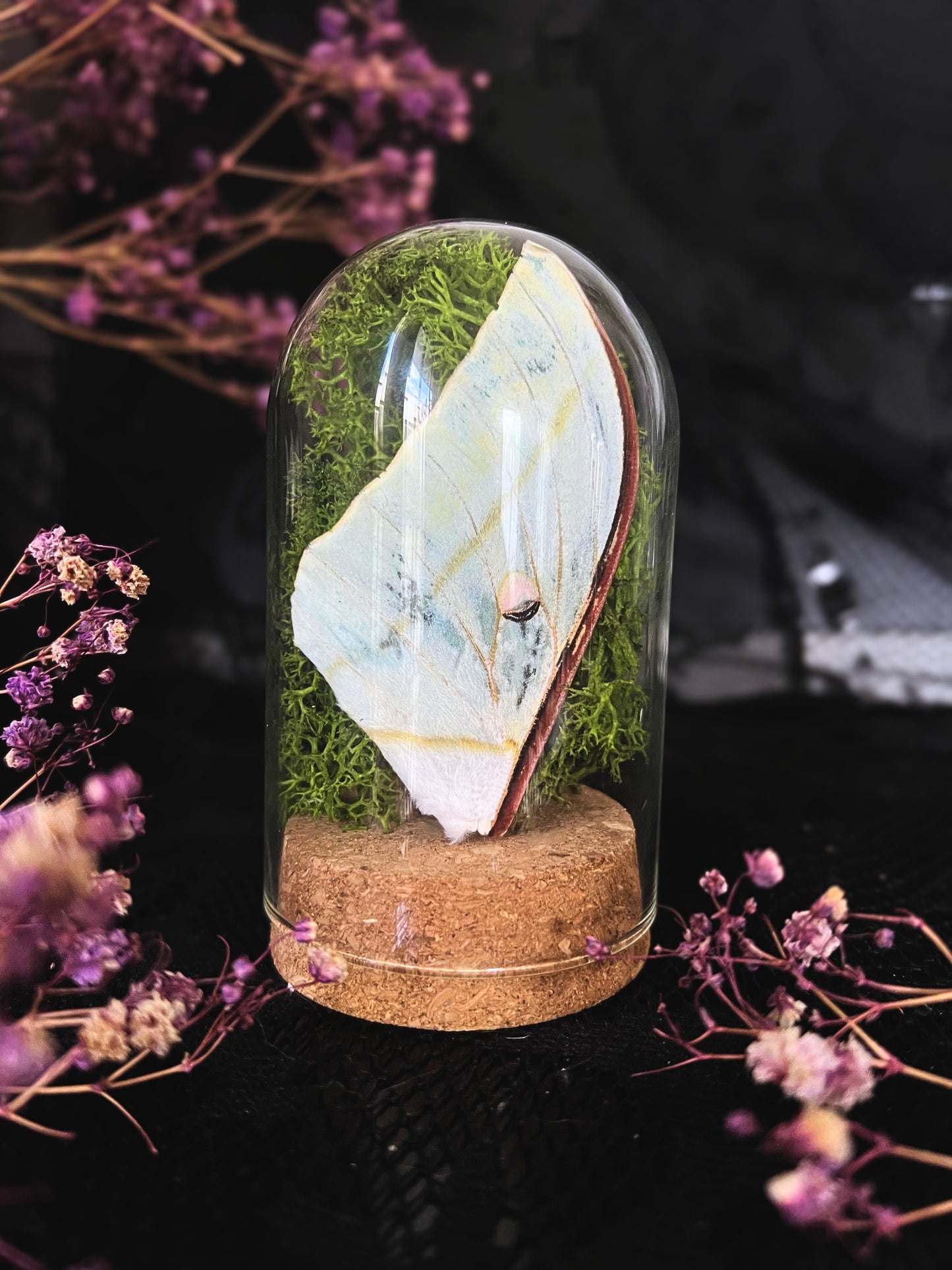 Luna Moth (Actias Luna) Wing & Moss in a Cloche Dome