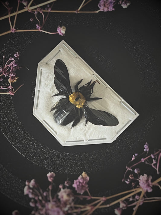 Yellow Carpenter Bee (Xylocopa Aestuans) Spread Specimen | Female