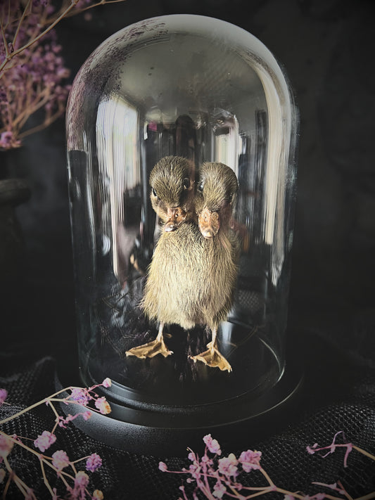 Two-Headed Taxidermy Brown Duckling in Glass Dome