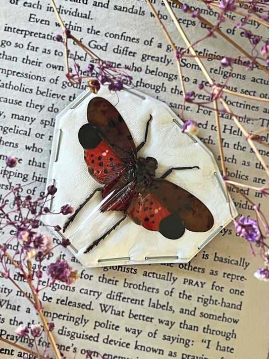 Automaria Lanternfly (Penthicodes Atomaria) Undisplayed Spread Specimen
