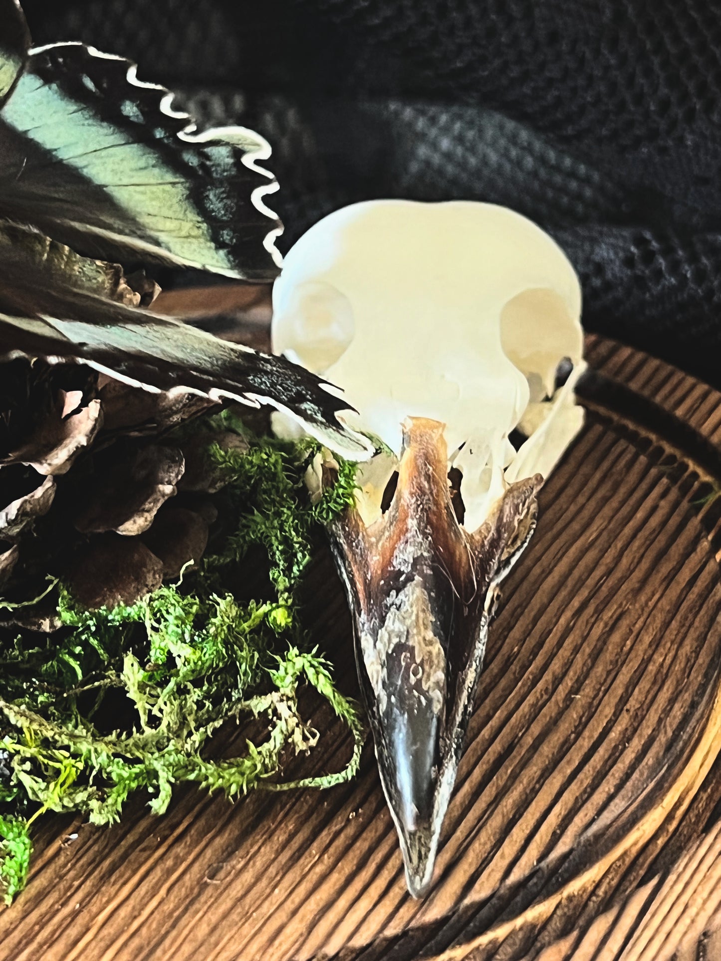 Swallowtail Moth (Alcides Orontes) & Crow Skull (Corvus Corone) in Glass Dome