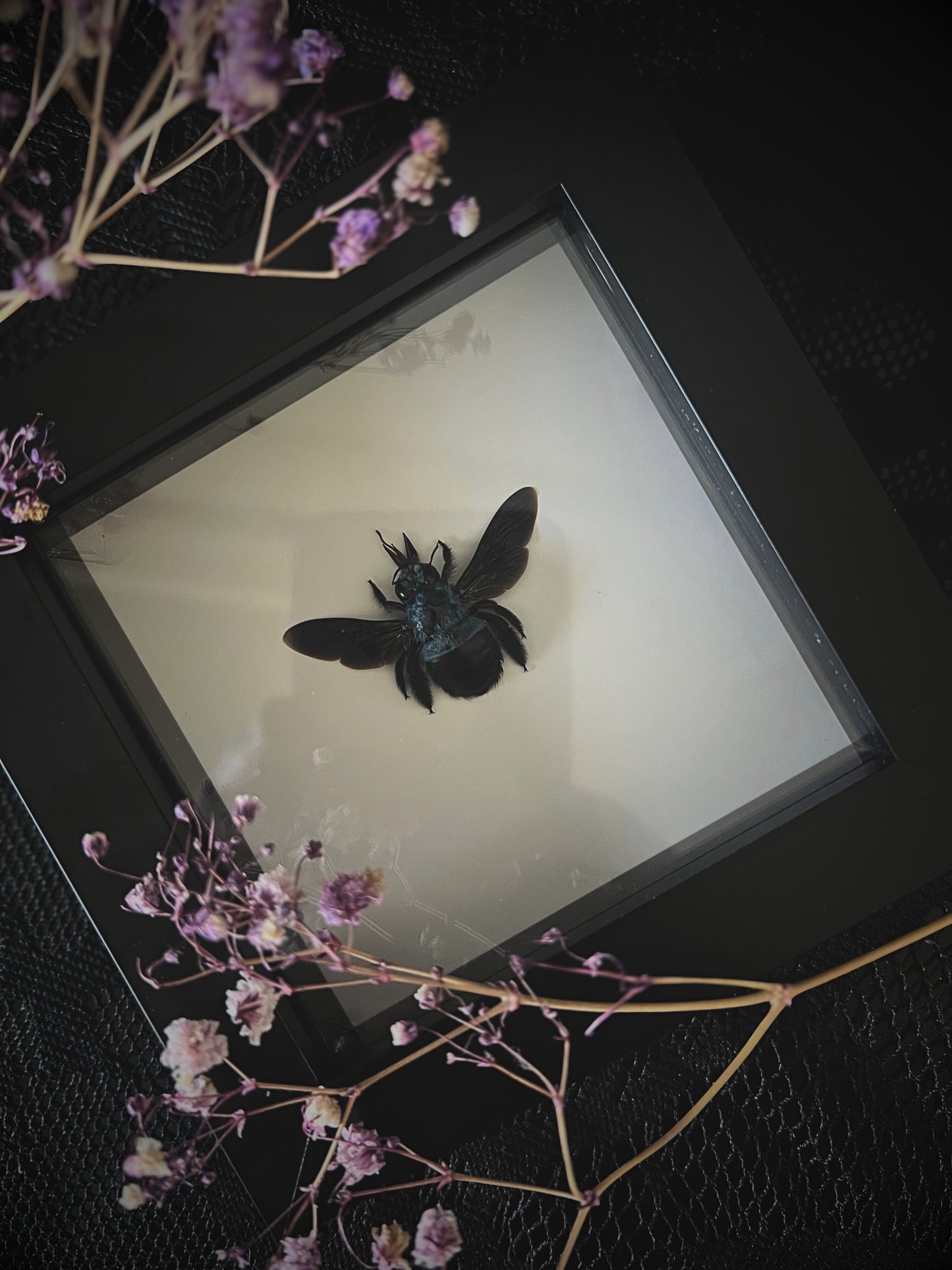 Blue Carpenter Bee (Xylocopa Caerulea) in Shadow Box Frame | Female