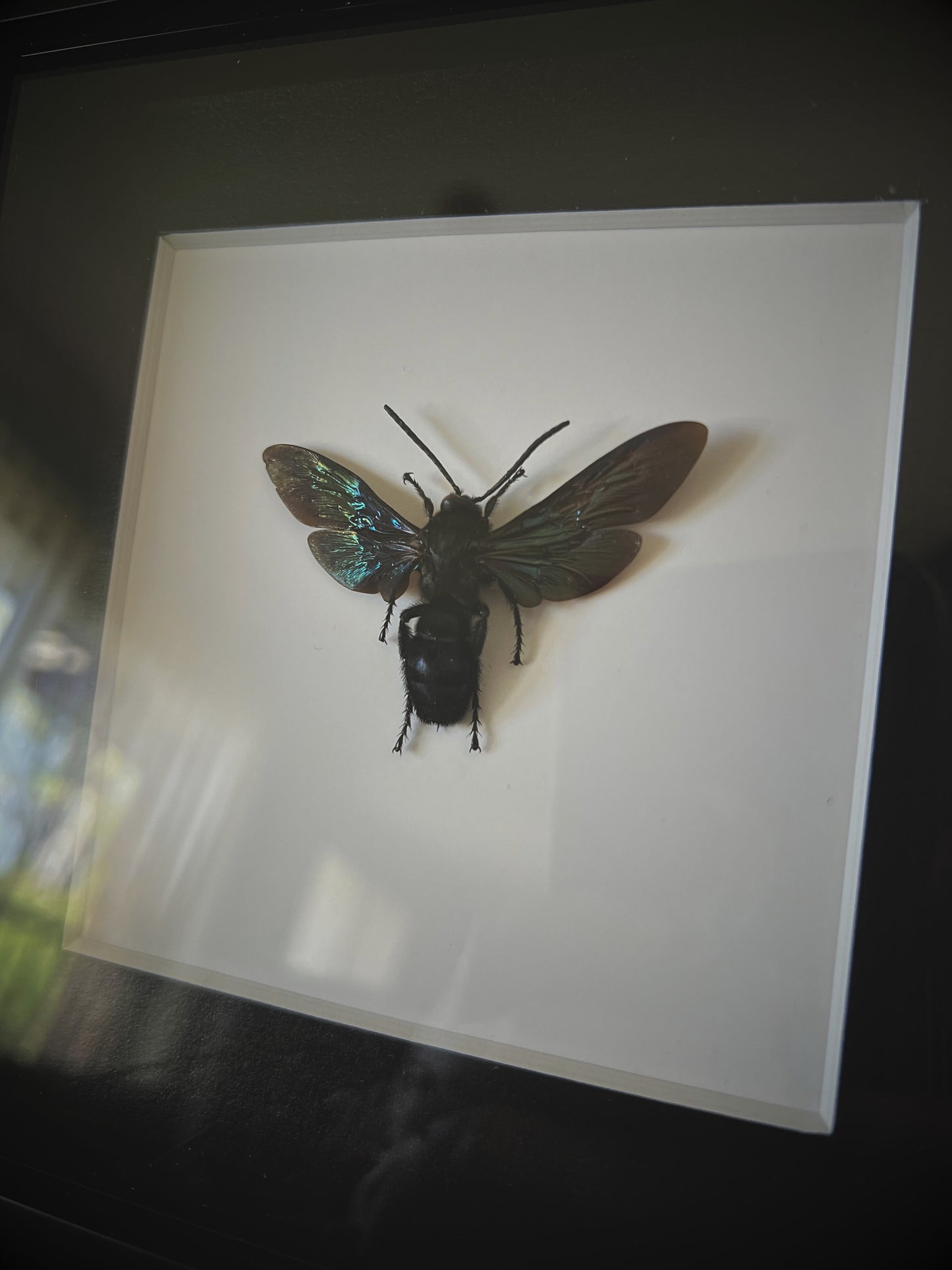 Giant Iridescent Hornet (Megascolia Velutina Ducalis) in Shadow Box Frame