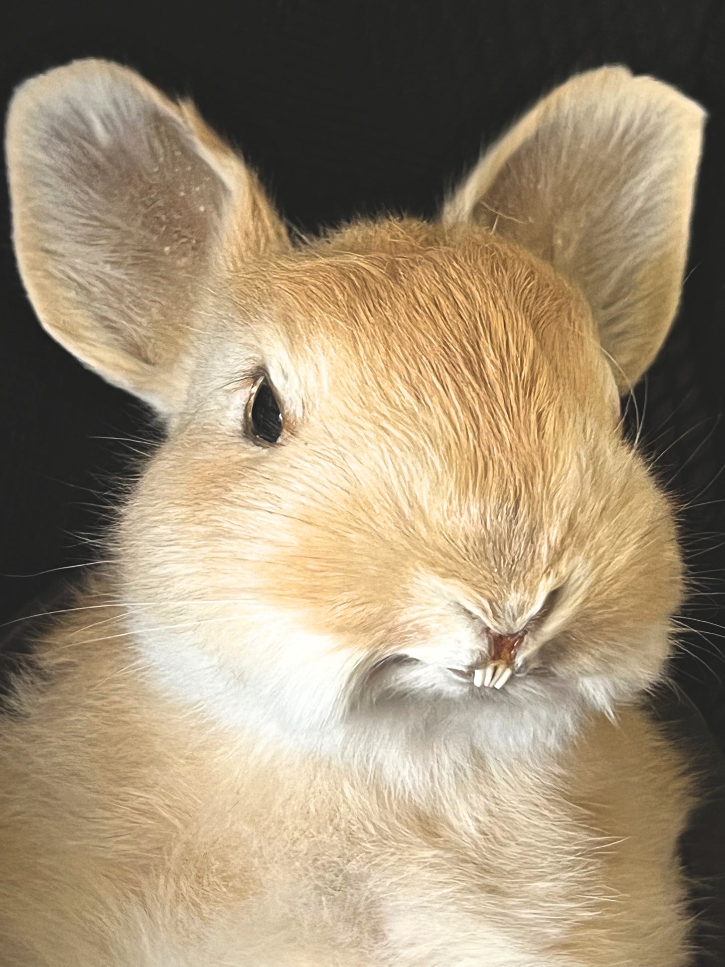 Taxidermy Bunny Head - Wall Plaque - Red & White