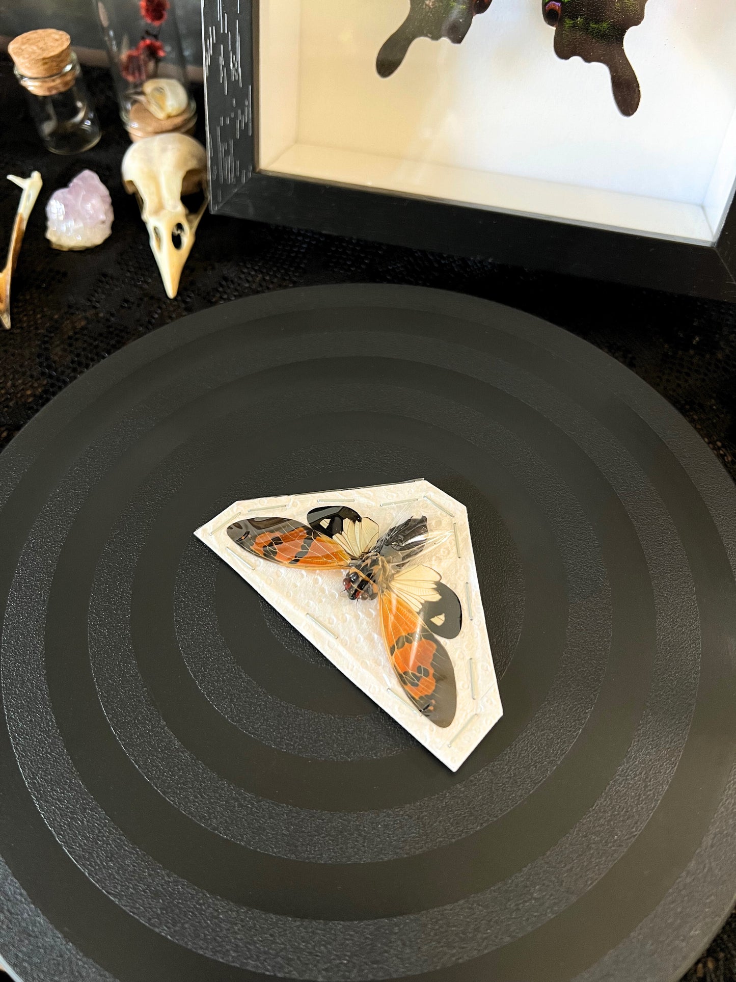 The Butterfly Cicada (Gaeana Festiva White) Spread Specimen
