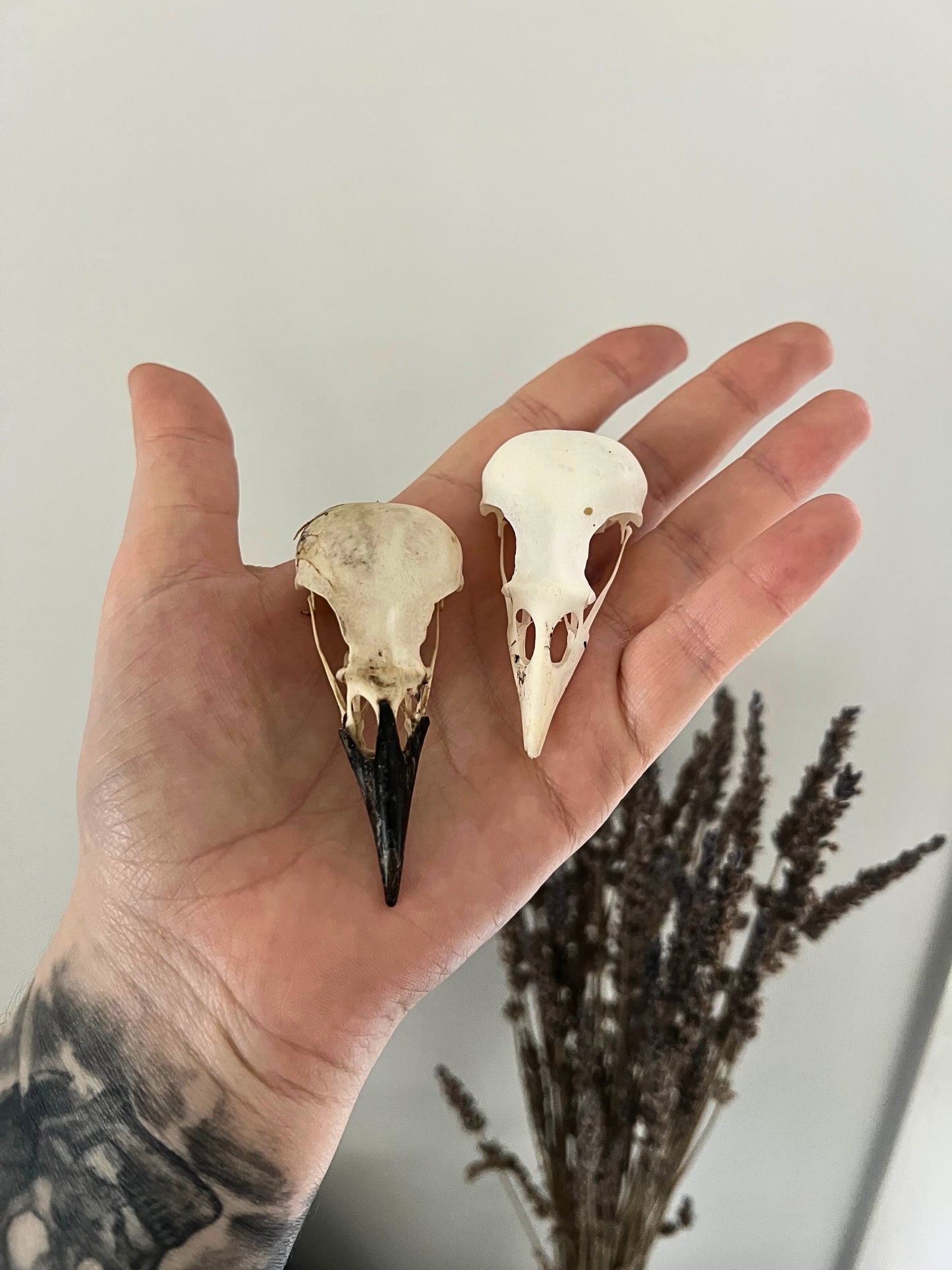 Magpie Skull | Pica Pica | B Quality (No Jawbone)