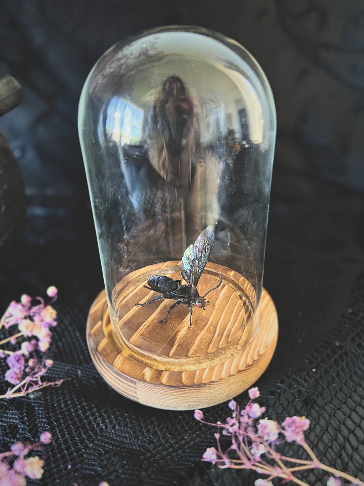 Giant Iridescent Hornet (Megascolia Velutina Ducalis) in a Glass Dome