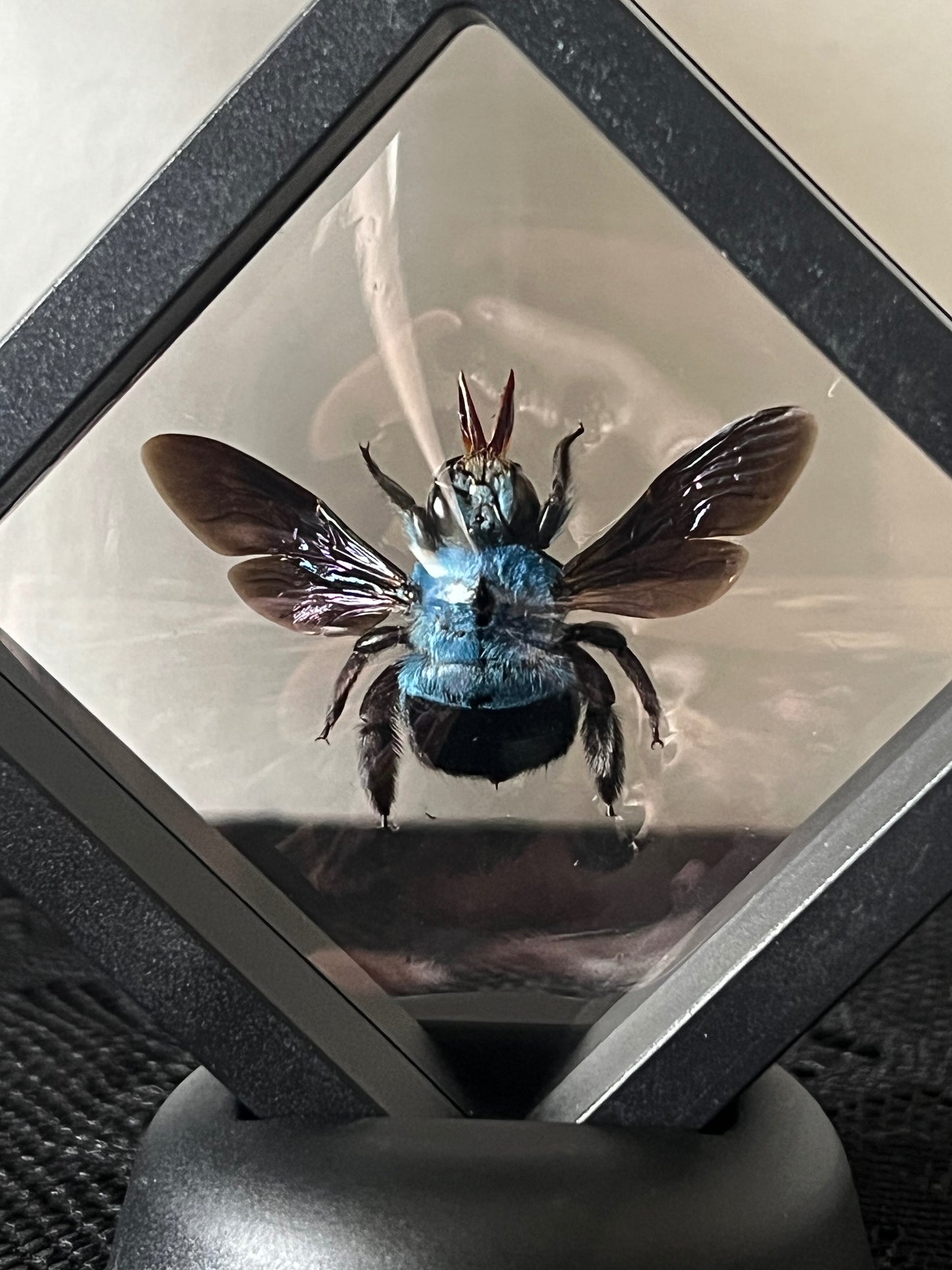 Blue Carpenter Bee (Xylocopa Caerulea) in Display Case | Female