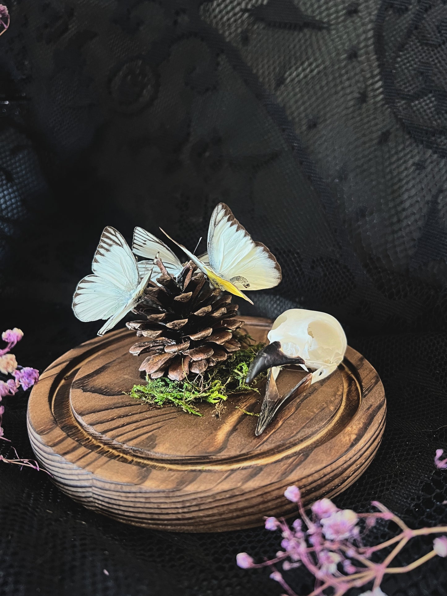 Eastern Striped Albatross Butterflies (Appias Libythea Olferna) & Crow Skull (Corvus Corone) in Glass Dome