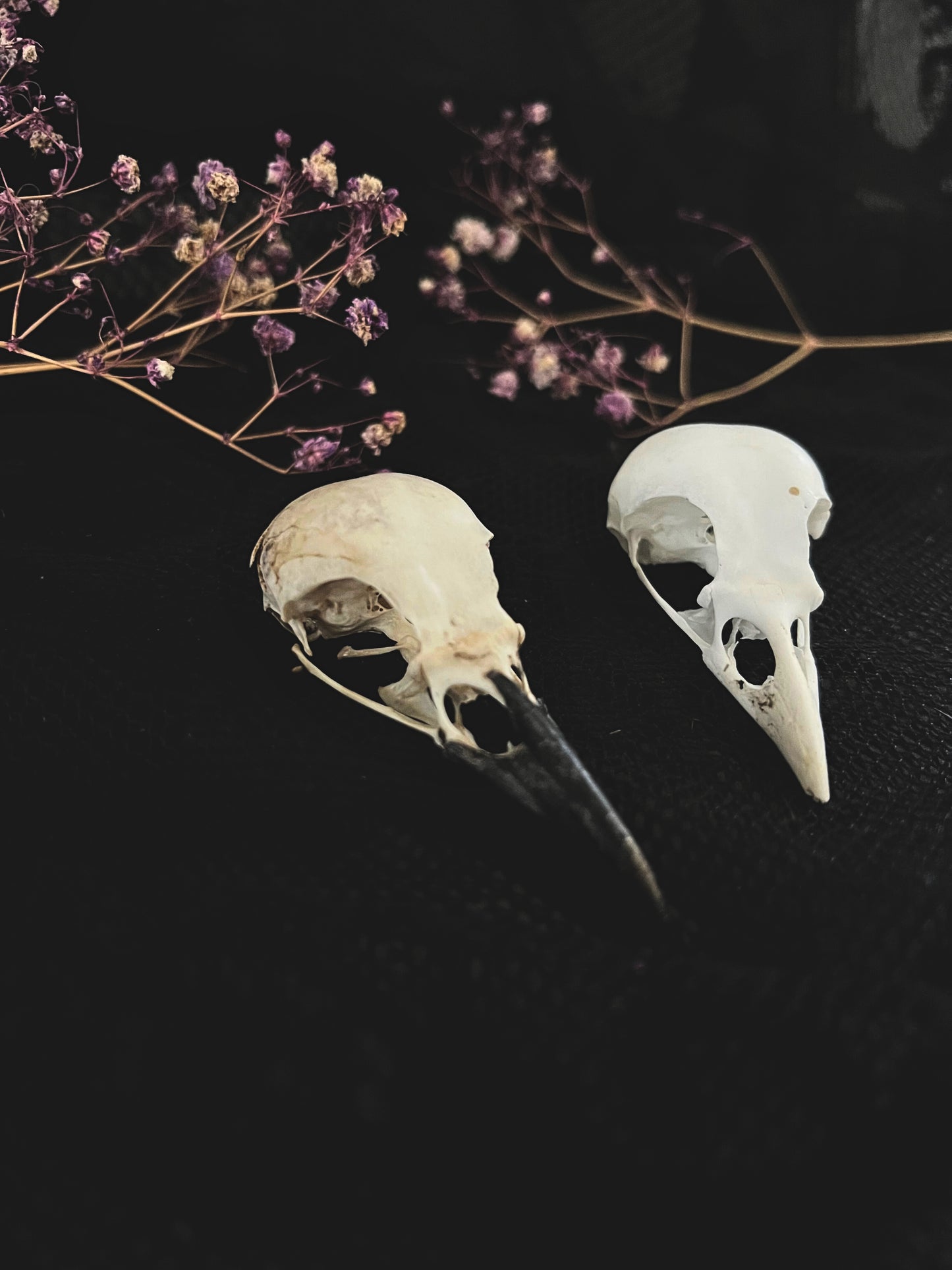Magpie Skull | Pica Pica | B Quality (No Jawbone)
