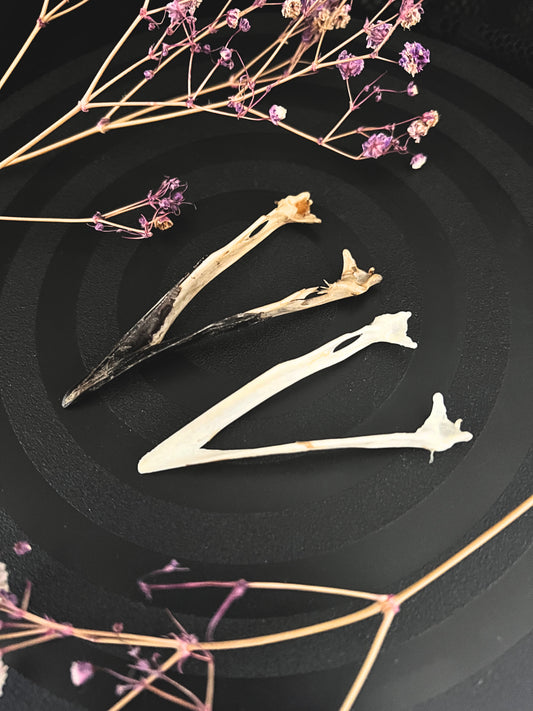 Crow Jawbone (Corvus Corone)