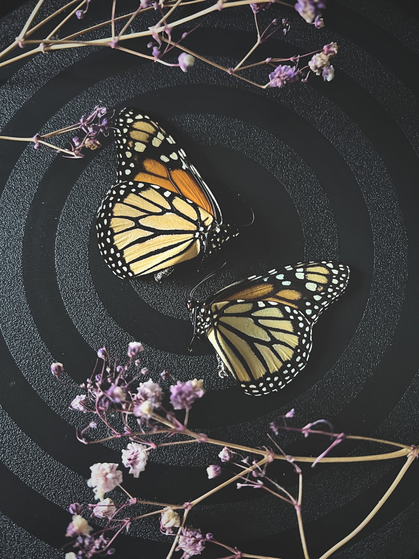 Monarch Butterfly (Danaus Plexippus) Unspread Specimen