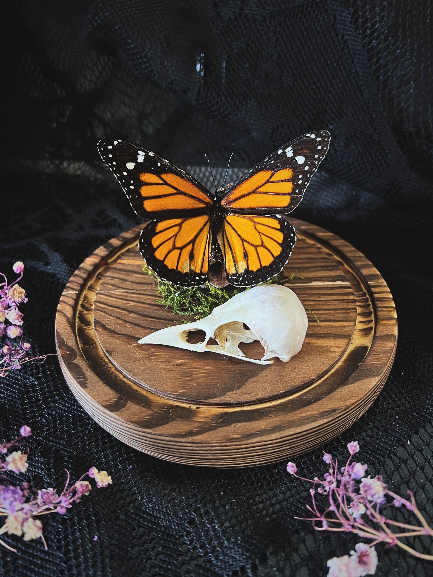 Monarch Butterfly (Danaus Plexippus) & Magpie Skull (Pica Pica) in Glass Dome