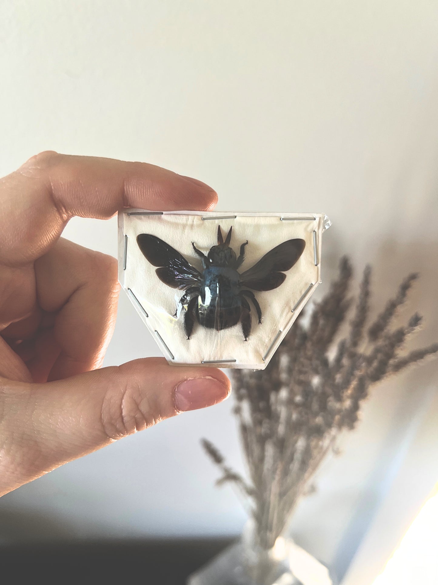 Blue Carpenter Bee (Xylocopa Caerulea) Spread Specimen | Female