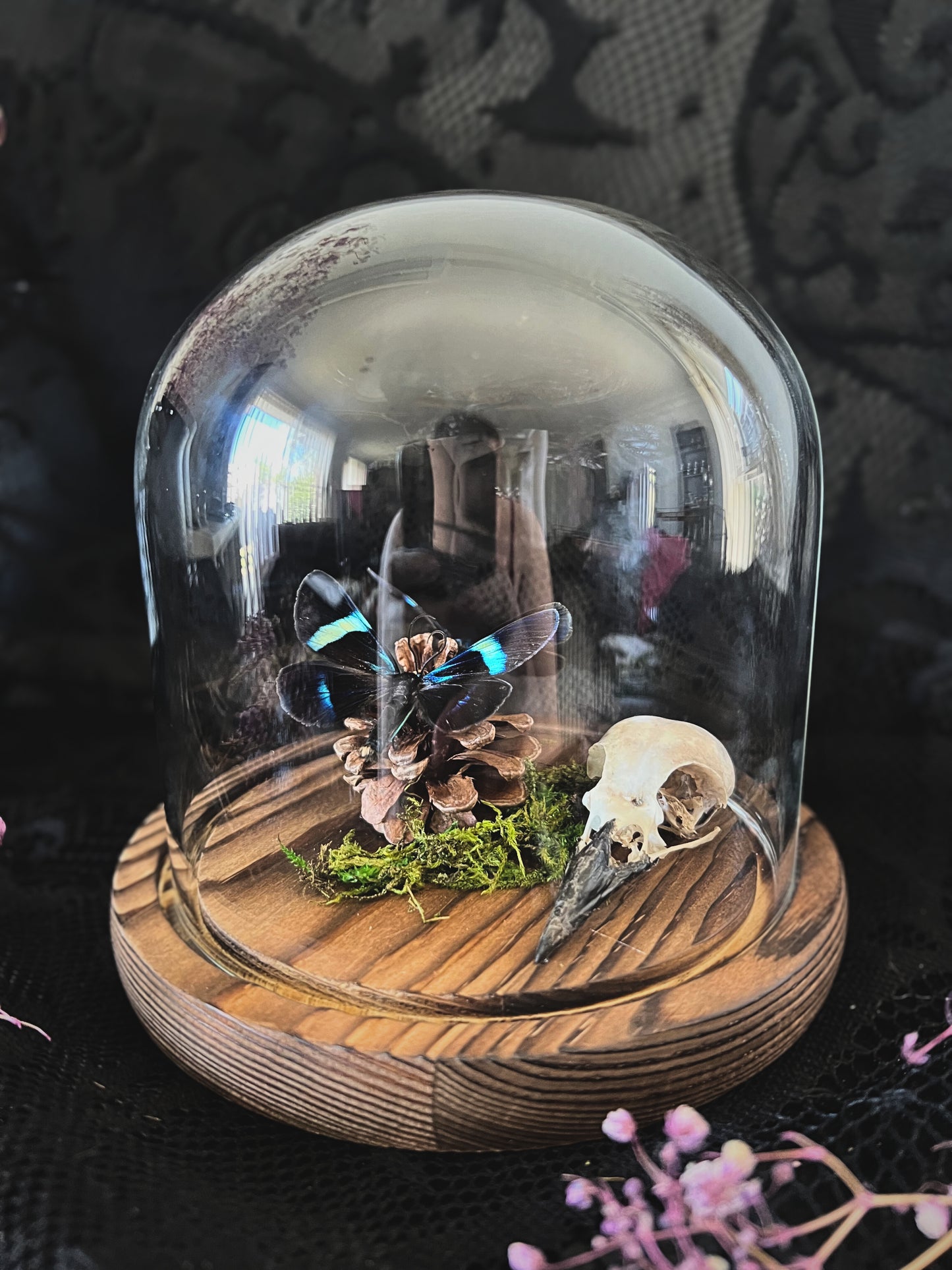 Blue Day Flying Moths (Milionia Delicatula) & Magpie Skull (Corvus Corone) in Glass Dome