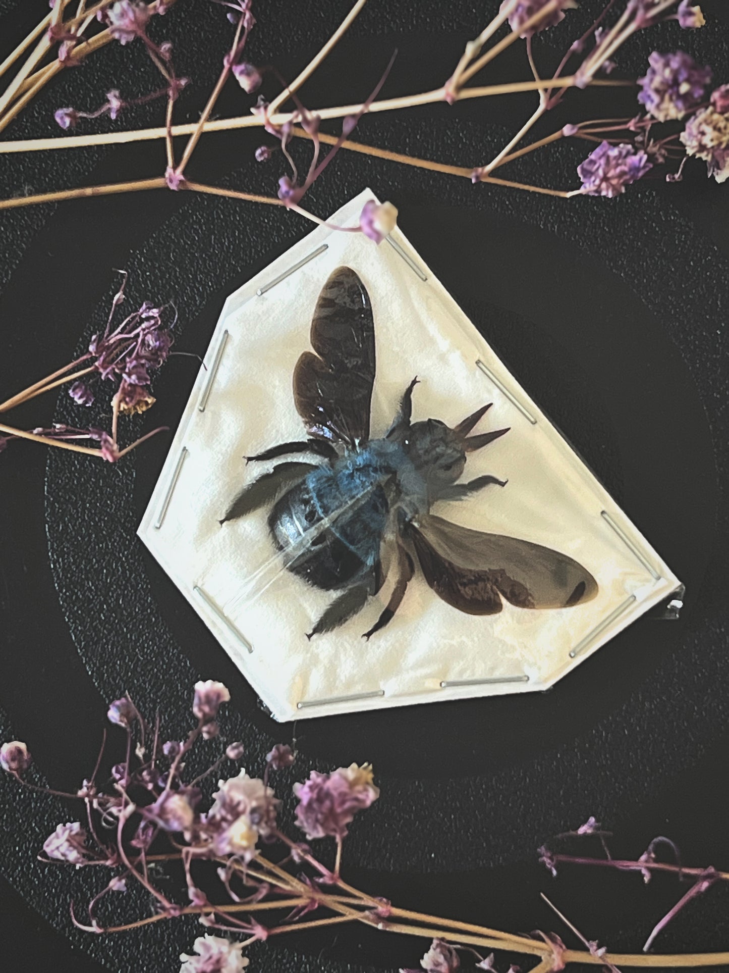 Blue Carpenter Bee (Xylocopa Caerulea) Spread Specimen | Female