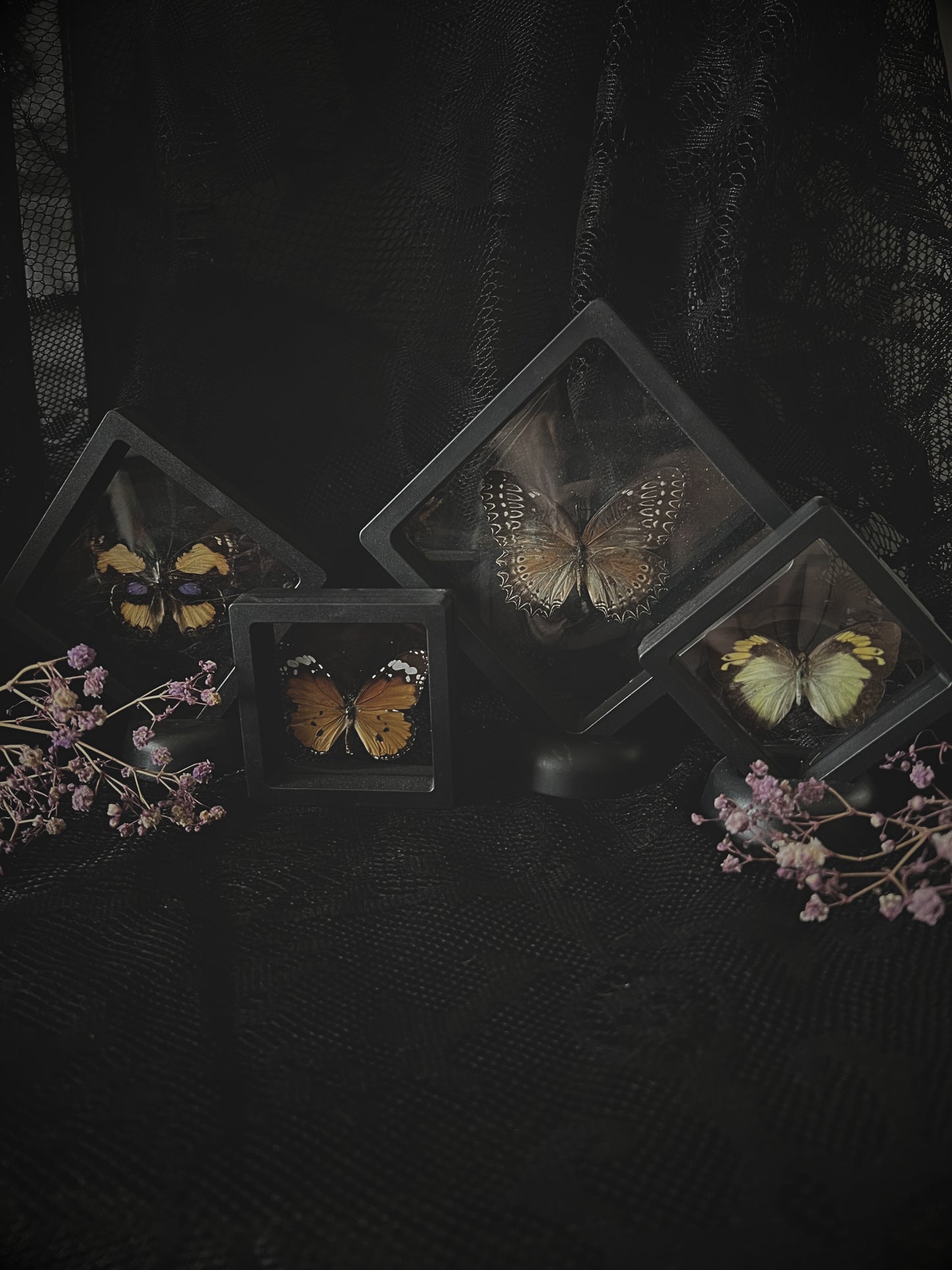 Butterfly in Display Case | Lucky Dip