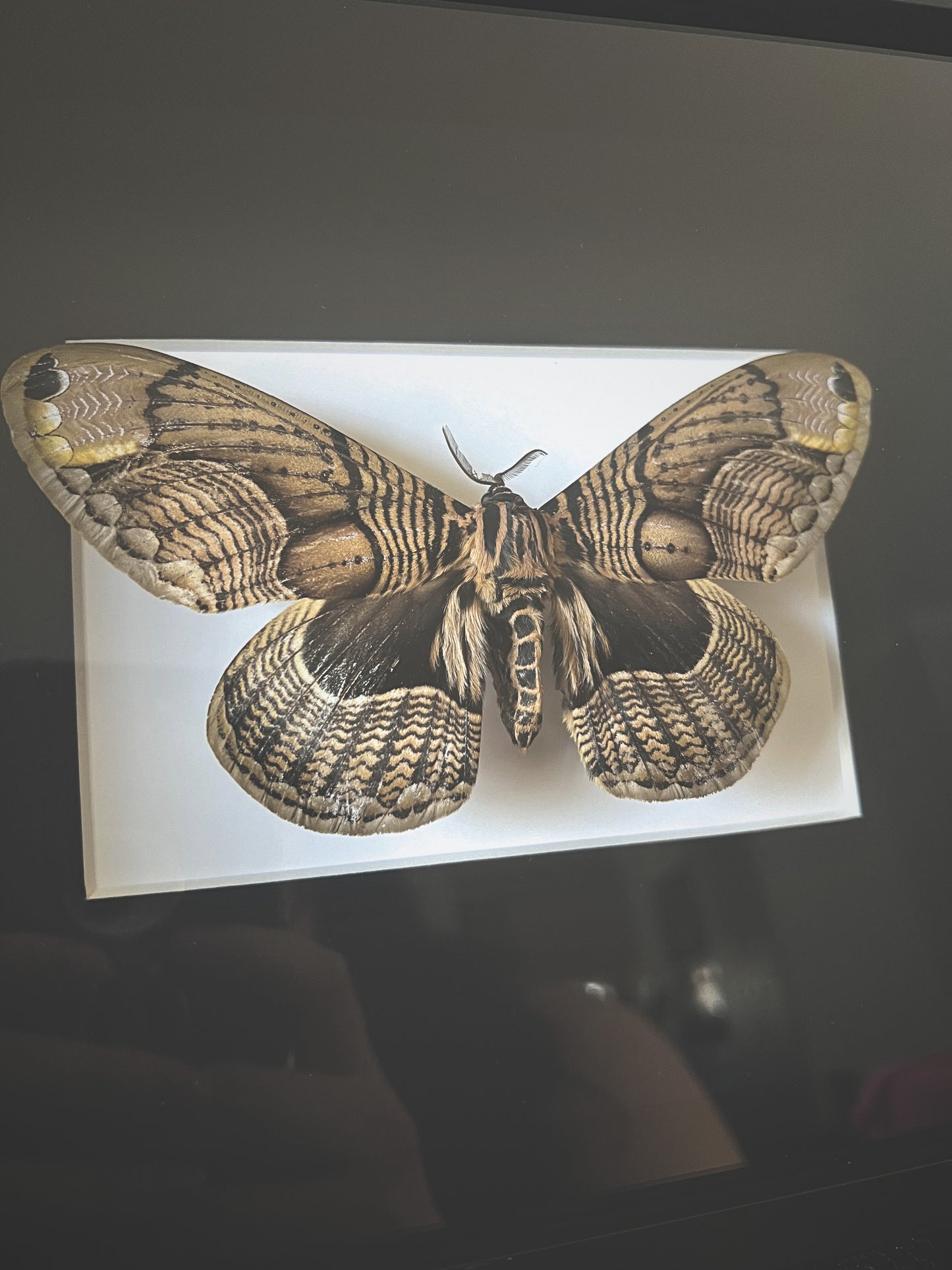 Owl Moth (Brahmaea Wallichii) Moth in Frame