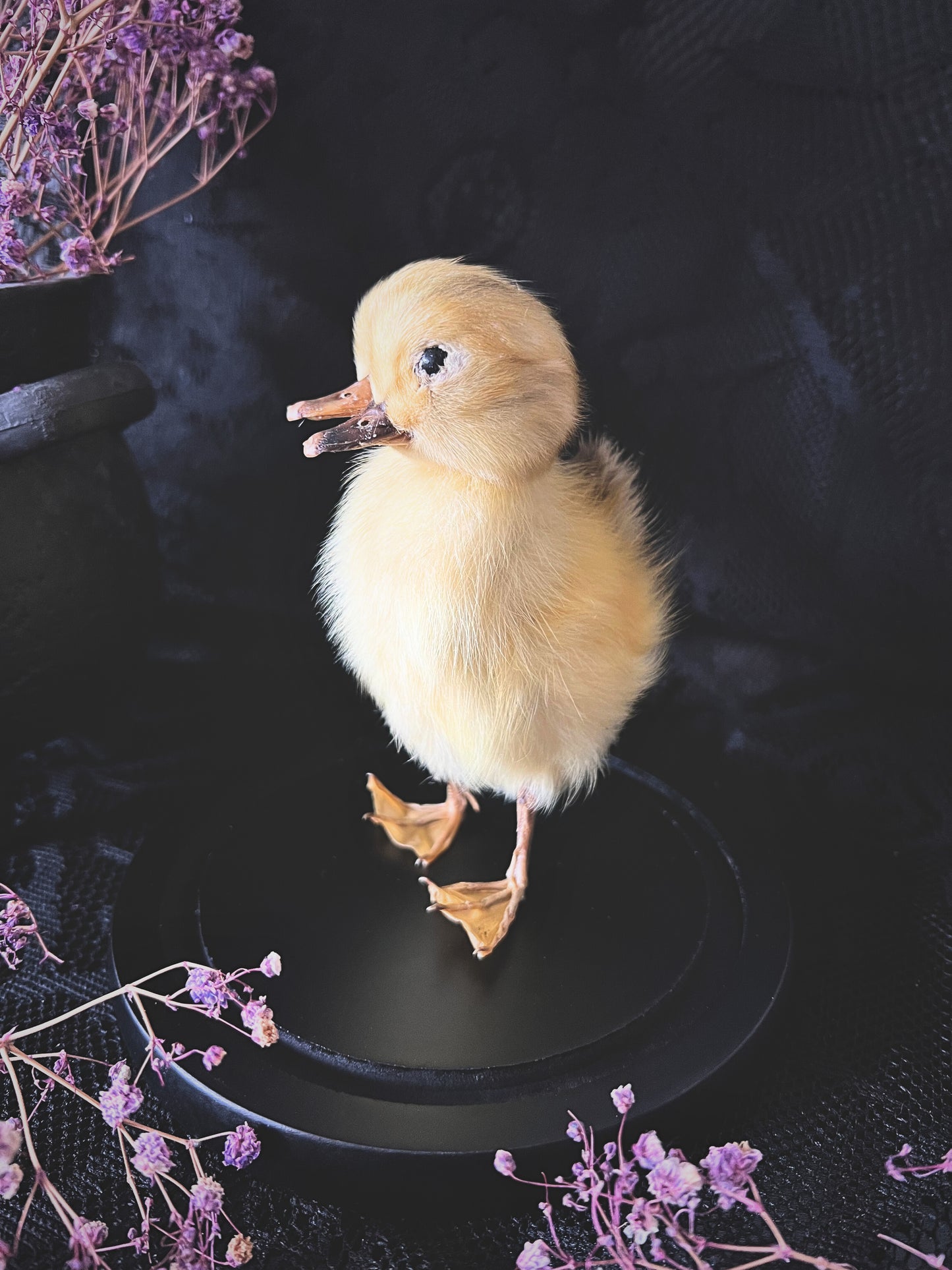 Two-Headed Taxidermy Yellow Duckling in Glass Dome
