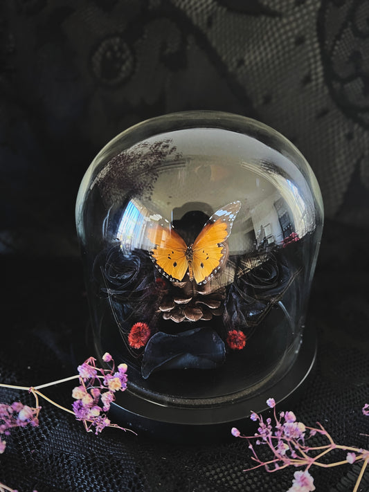Plain Tiger Butterfly (Danaus Chrysippus) in Glass Dome