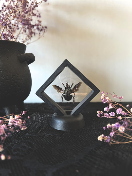 Blue Carpenter Bee (Xylocopa Caerulea) in Display Case | Male
