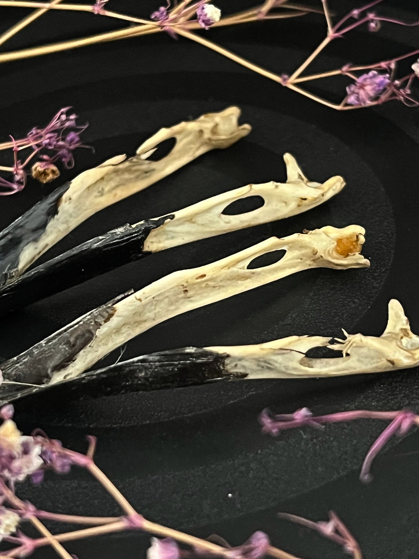 Magpie Jawbone (Pica Pica)