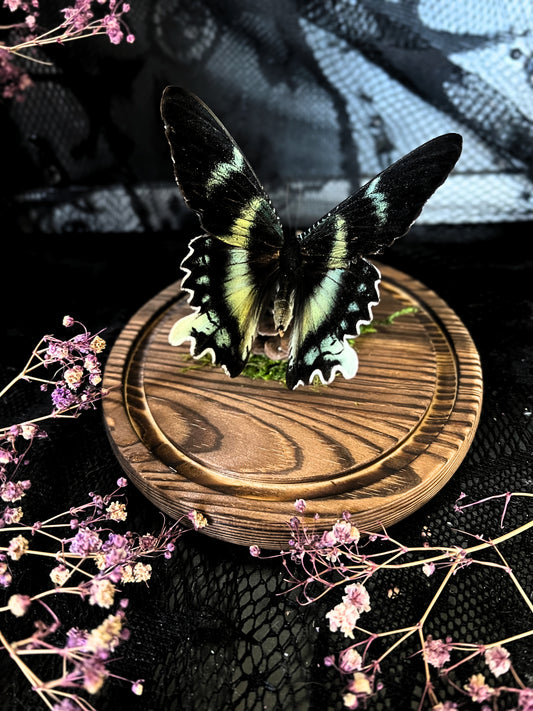 Swallowtail Moth (Alcides Orontes) in Glass Dome
