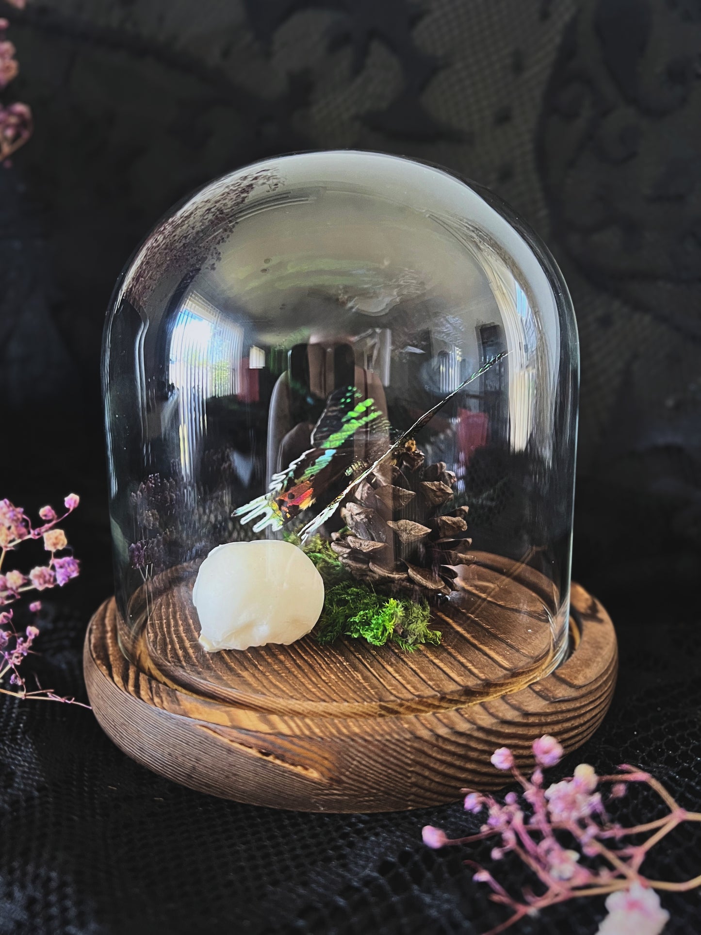 Madagascan Sunset Moth (Urania Ripheus, Chrysiridia Rhipheus) & Magpie Skull (Pica Pica) in Glass Dome