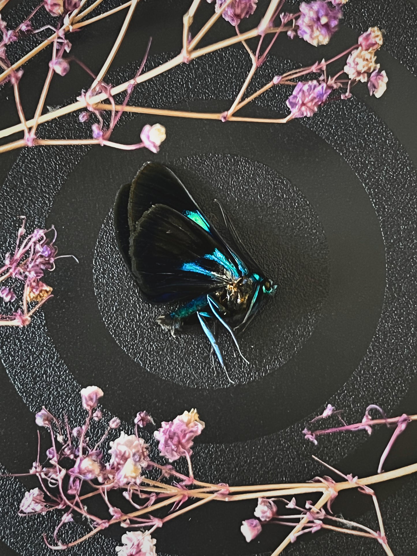 Blue Day Flying Moth (Milionia Delicatula) Unspread Specimen